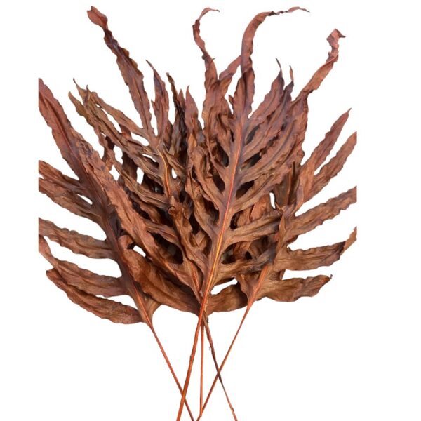Preserved dragon fern brown 29 - Image 6