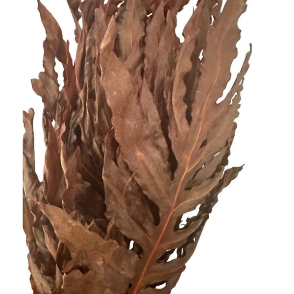 Preserved dragon fern brown 29 - Image 5