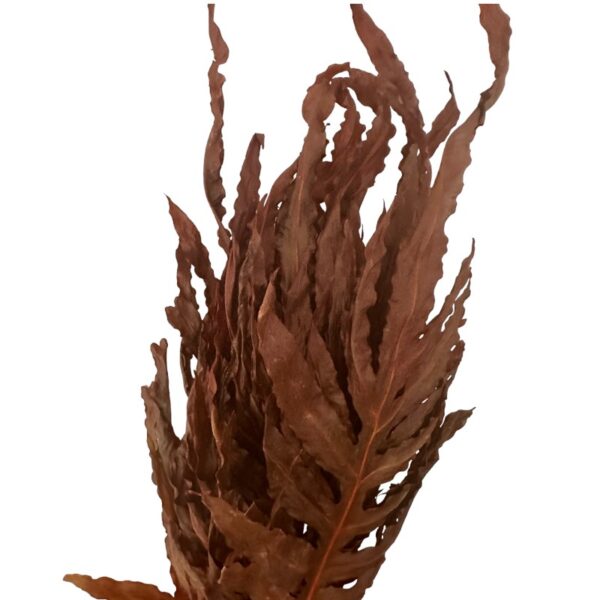 Preserved dragon fern brown 29 - Image 4