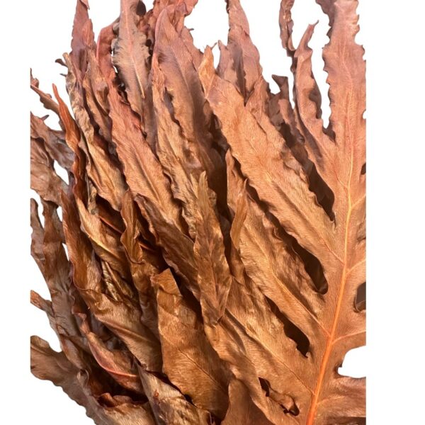 Preserved dragon fern brown 29 - Image 3