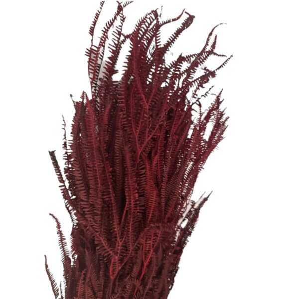 Preserved x3 fern red - Image 5