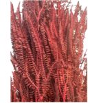 Preserved x3 fern red - Image 3