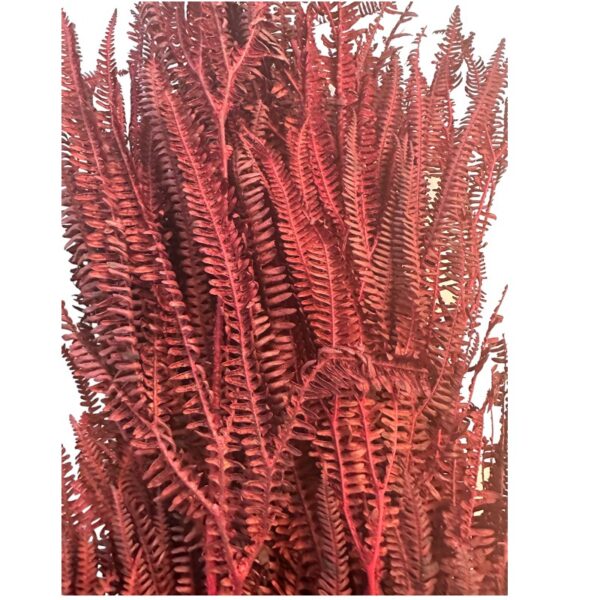 Preserved x3 fern red - Image 3