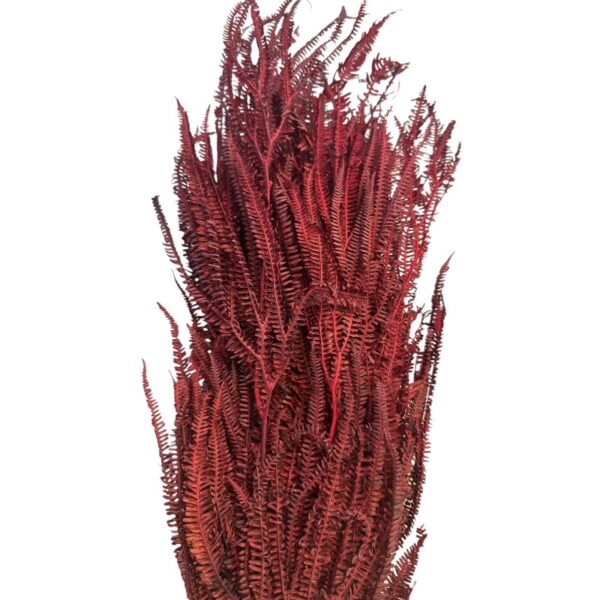 Preserved x3 fern red