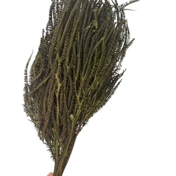Preserved x3 fern green - Image 5
