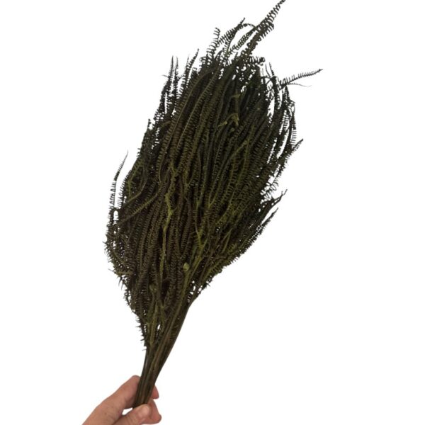 Preserved x3 fern green - Image 4