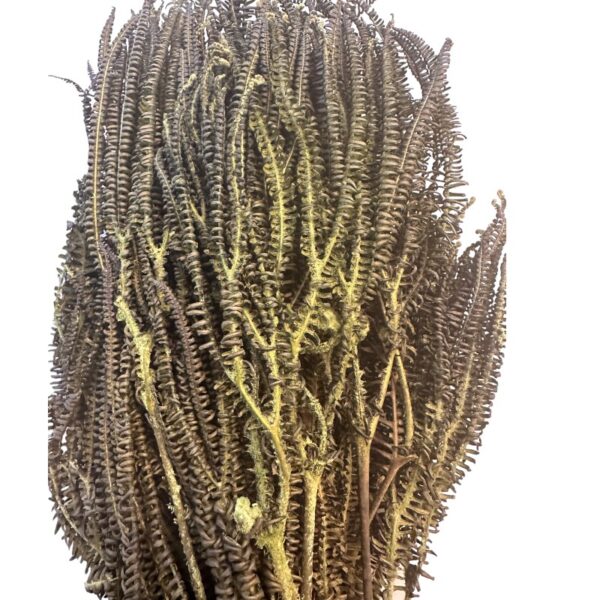 Preserved x3 fern green - Image 3