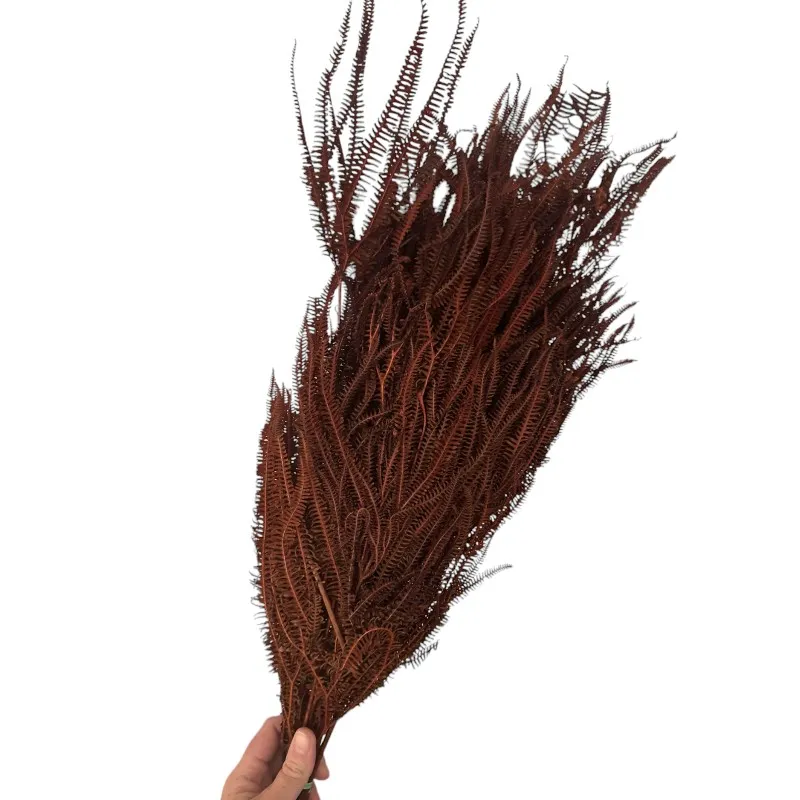 Preserved x3 fern brown