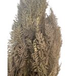 Preserved Jacaranda green