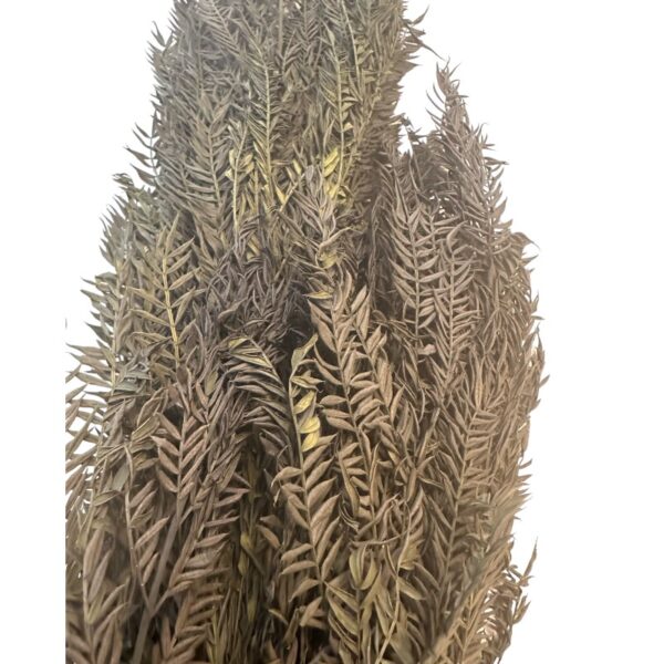 Preserved Jacaranda green