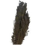 Preserved Jacaranda green - Image 2