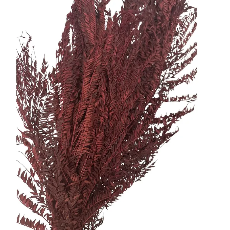Preserved Jacaranda red