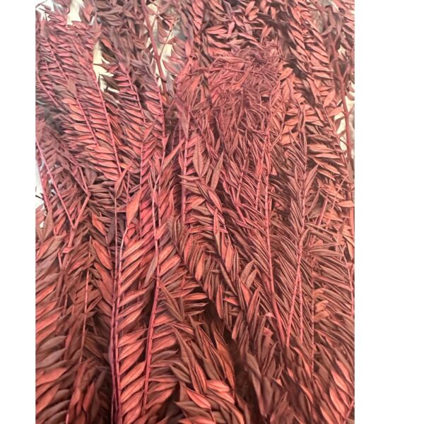 Preserved Jacaranda red - Image 3