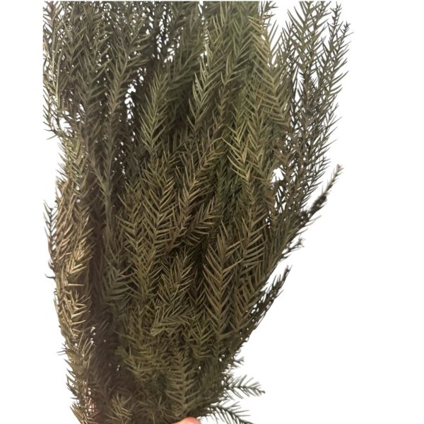 Preserved Crytomeria - Image 5