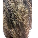 Preserved Crytomeria - Image 3
