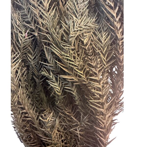 Preserved Crytomeria - Image 3