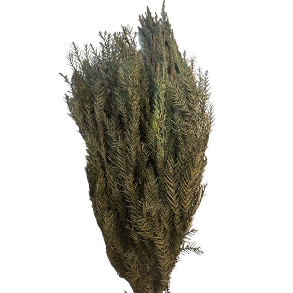 Preserved Crytomeria - Image 2