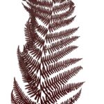 Preserved fern Bracken brown color - Image 8