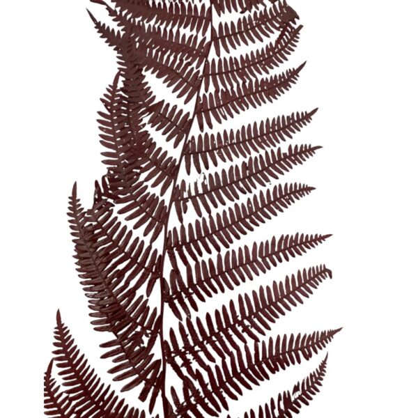 Preserved fern Bracken brown color - Image 8