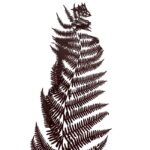 Preserved fern Bracken brown color - Image 7