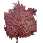 Preserved fern Bracken brown color - Image 6