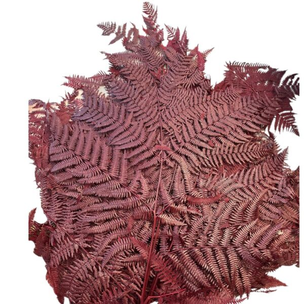 Preserved fern Bracken brown color - Image 5