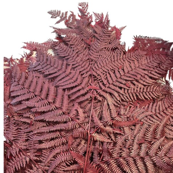 Preserved fern Bracken brown color - Image 4