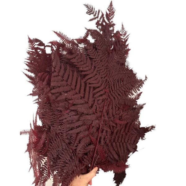 Preserved fern Bracken brown color - Image 3