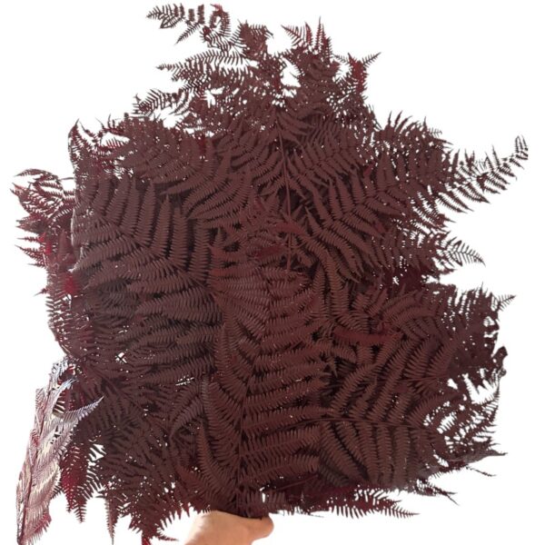 bracken fern brown