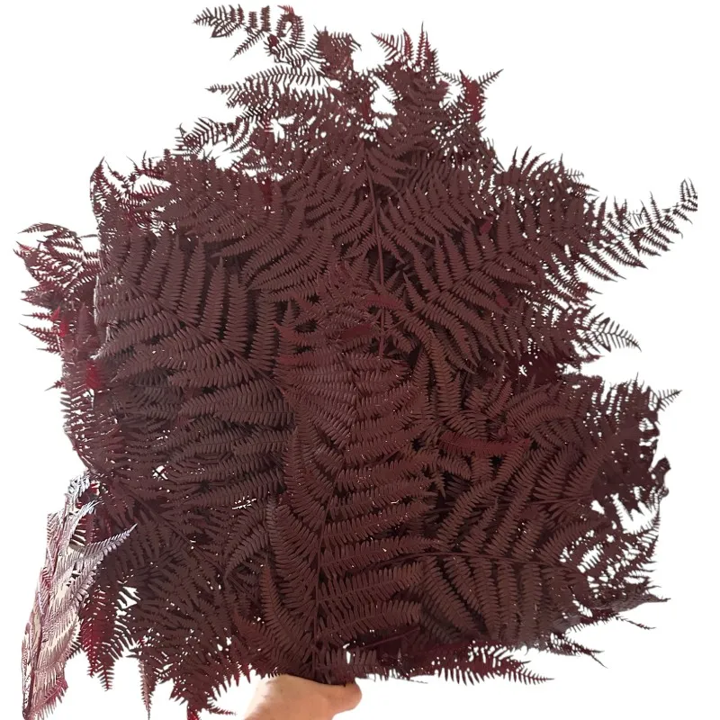 bracken fern brown