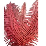 Preserved red Seagul fern - Image 3