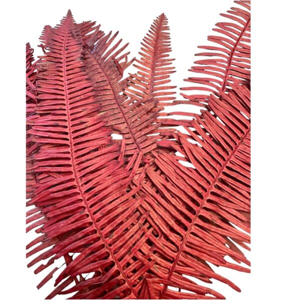 Preserved red Seagul fern - Image 3