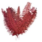 Preserved red Seagul fern - Image 2