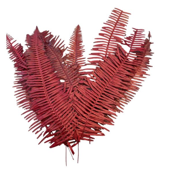 Preserved red Seagul fern - Image 2