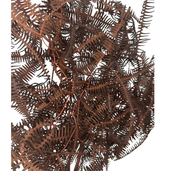 Preserved wild fern brown - Image 3