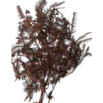 Preserved wild fern brown - Image 2
