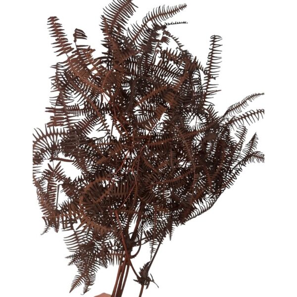 Preserved wild fern brown - Image 2