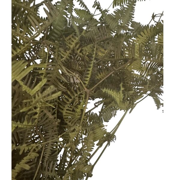 Preserved wild fern green - Image 5