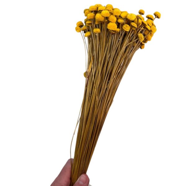 Dry mustard color botao.Big bunch - Image 3