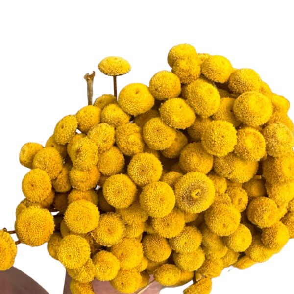 Dry mustard color botao. Big bunch