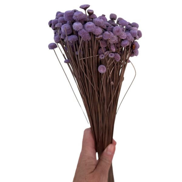 Dry lilac color botao. Big bunch - Image 2