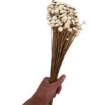 Dry white botao. Big bunch