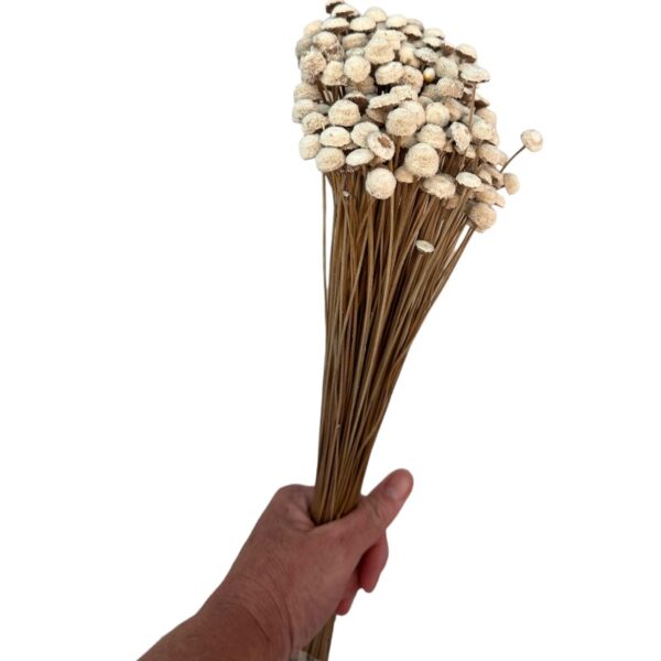 Dry white botao. Big bunch