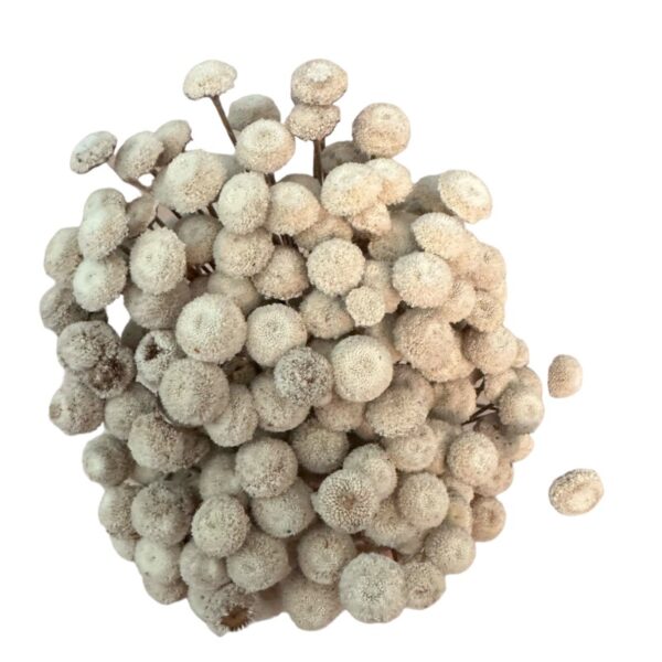 Dry white botao. Big bunch