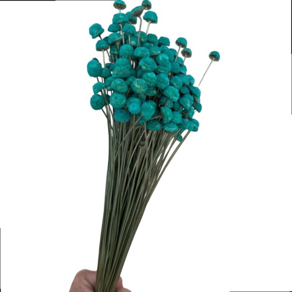 Dry blue sea botao. Big bunch