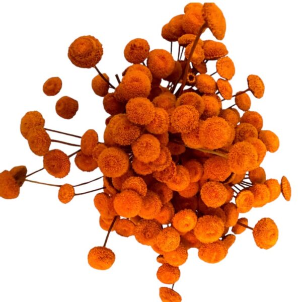 Dry orange botao. Big bunch - Image 2