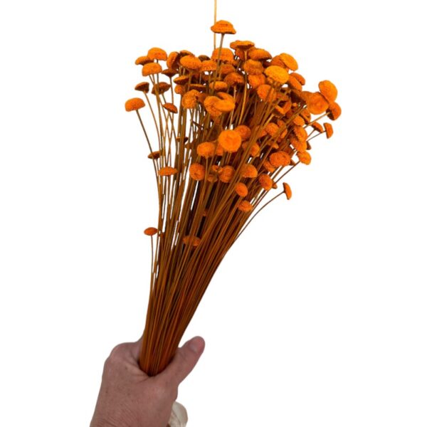 Dry orange botao. Big bunch