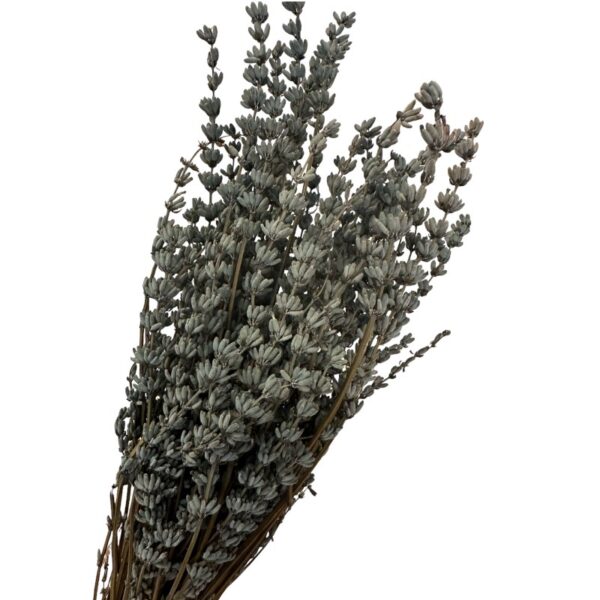 Preserved light blue lavender
