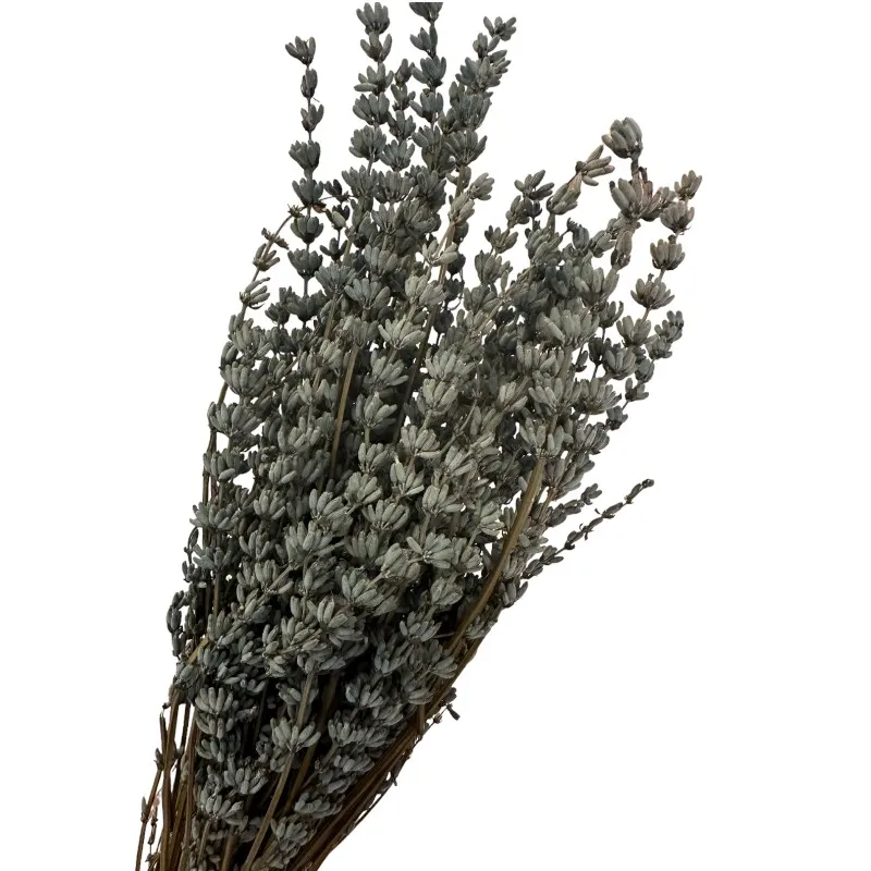 Preserved light blue lavender