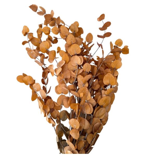 Preserved gold eucalyptus - Image 3